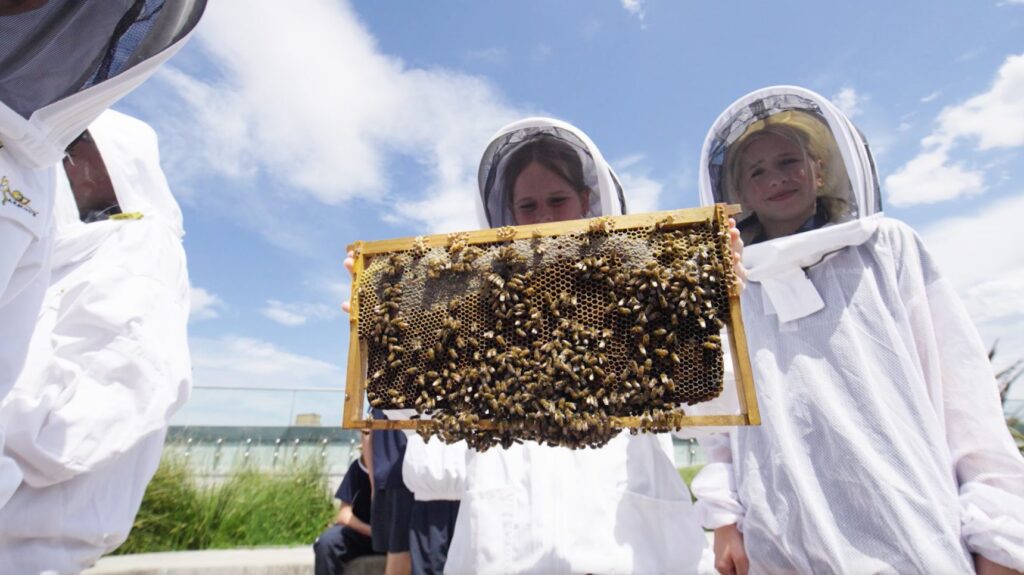 Year 7 STEAM: Bee-yond the Hive