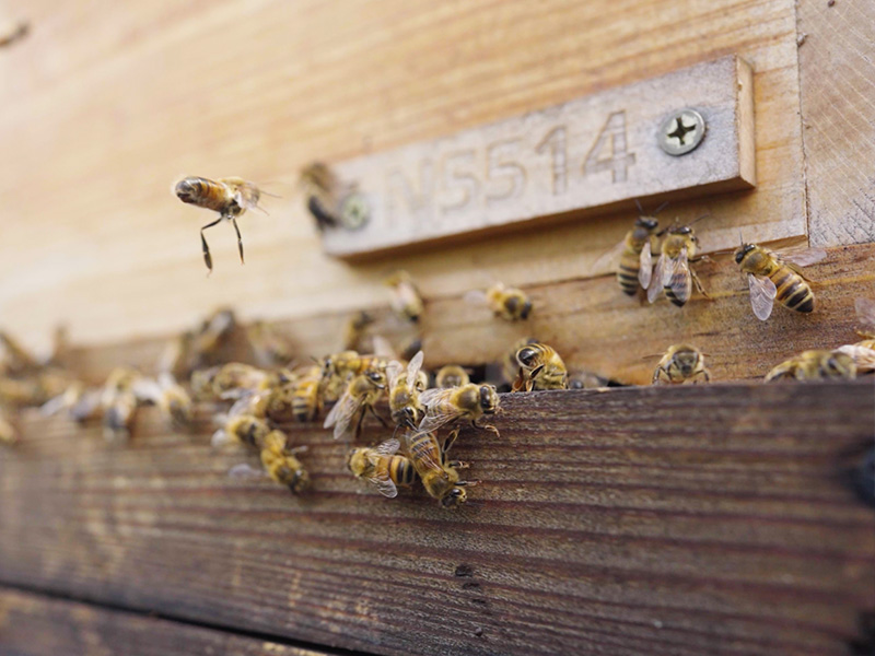 Wonderful World of Bees